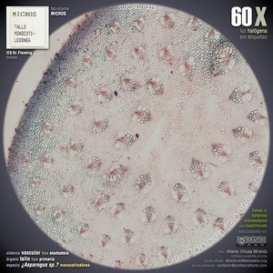 Estela tipo atactostela